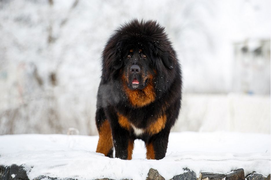Secondary image of Tibetan Mastiff dog breed