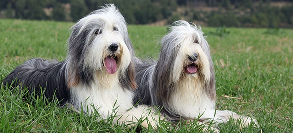 Secondary image of Bearded Collie dog breed