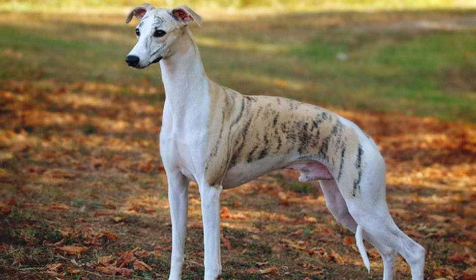 Secondary image of Whippet dog breed