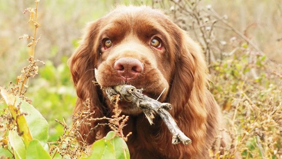 Secondary image of Sussex Spaniel dog breed