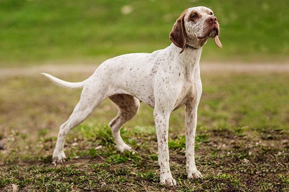Secondary image of Braque Saint-Germain dog breed