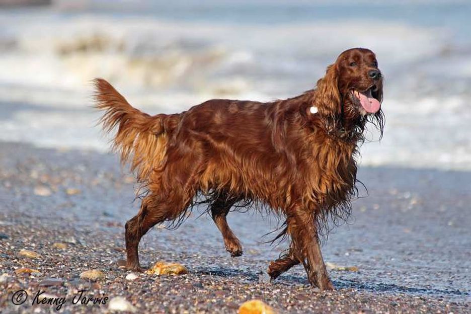 Secondary image of Irish Setter dog breed