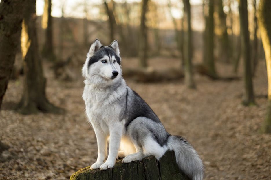 Secondary image of Siberian Husky dog breed