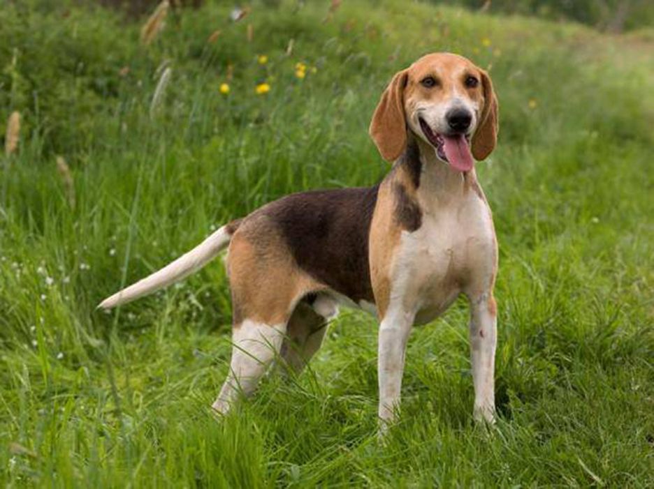Secondary image of Anglo Francais De Petite Venerie dog breed