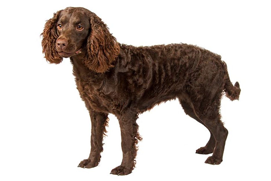 Secondary image of American Water Spaniel dog breed