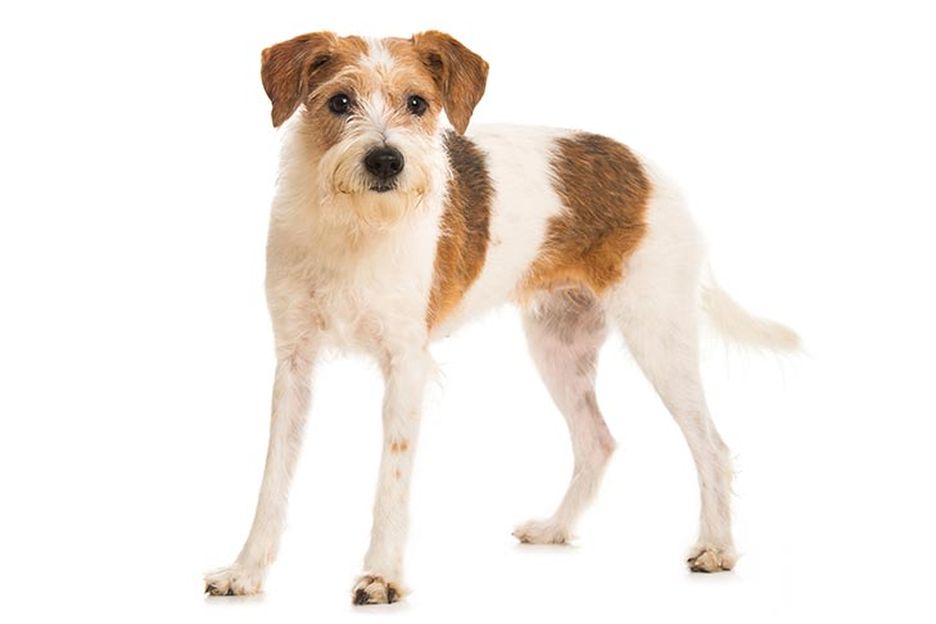Secondary image of Kromfohrlander dog breed
