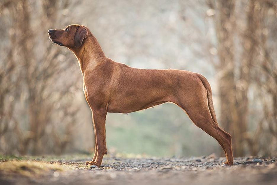Secondary image of Rhodesian Ridgeback dog breed