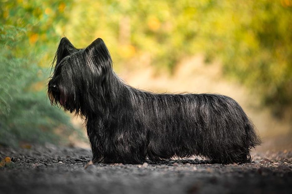 Secondary image of Skye Terrier dog breed