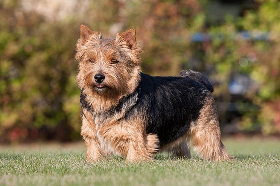 Secondary image of Norwich Terrier dog breed