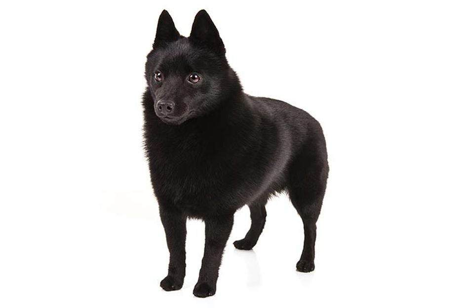 Secondary image of Schipperke dog breed