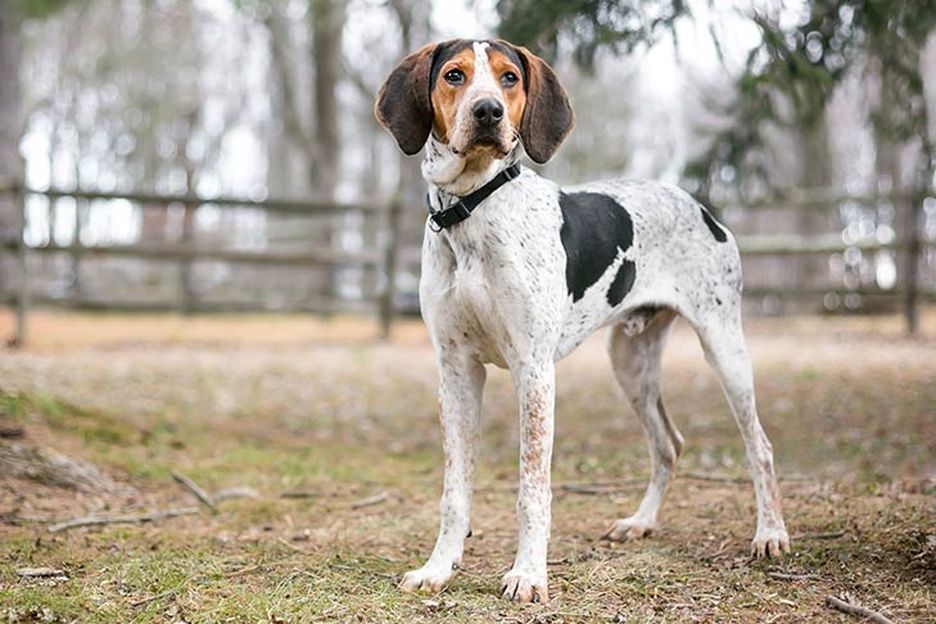 Secondary image of Treeing Walker Coonhound dog breed