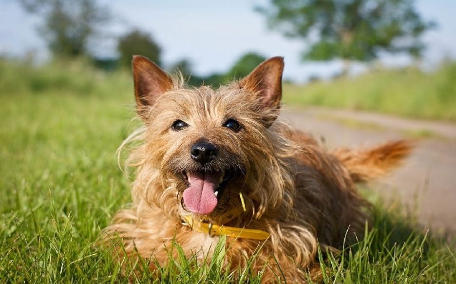 Secondary image of Norwich Terrier dog breed