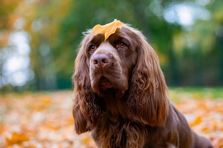 Secondary image of Sussex Spaniel dog breed