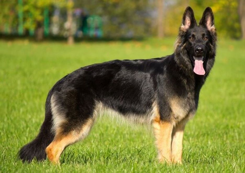 Secondary image of German Shepherd dog breed