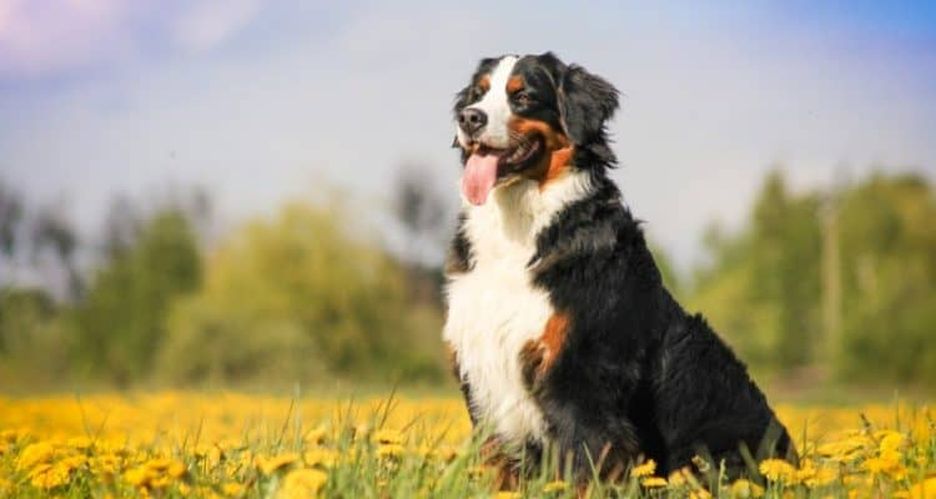 Secondary image of Bernese Mountain Dog dog breed