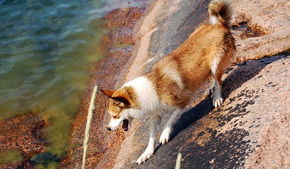 Secondary image of Norwegian Lundehund dog breed