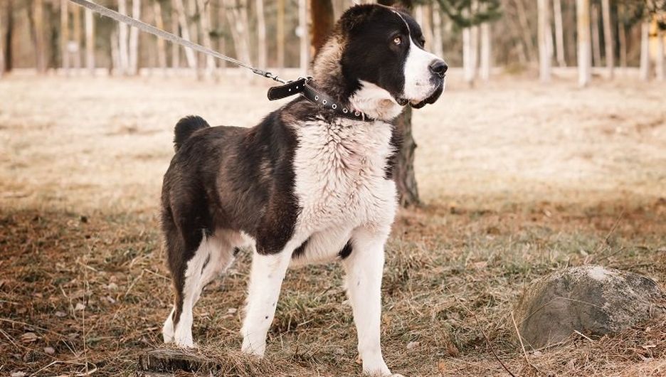 Secondary image of Central Asian Shepherd Dog dog breed