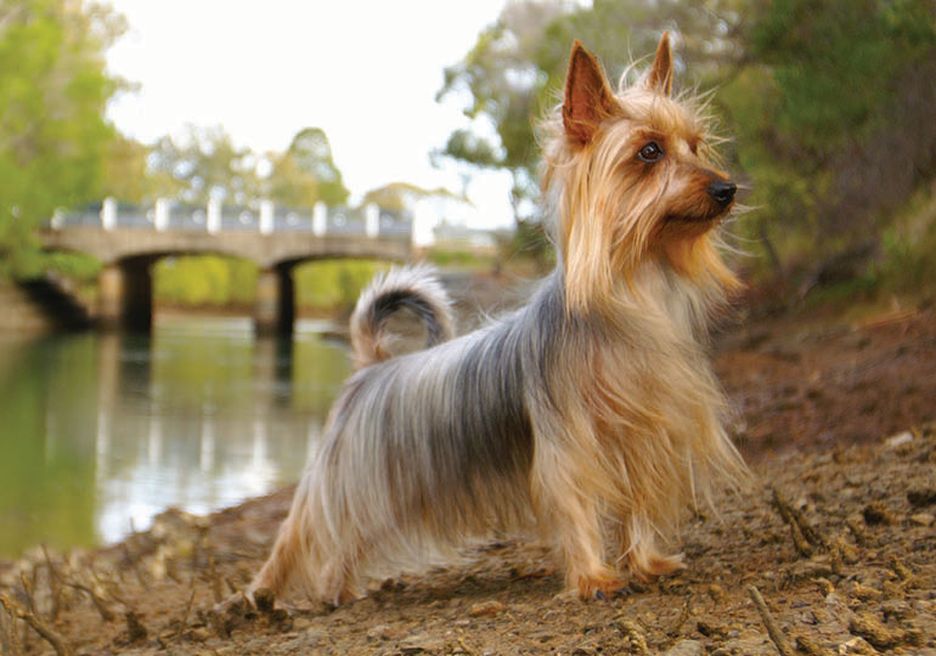 Secondary image of Australian Silky Terrier dog breed