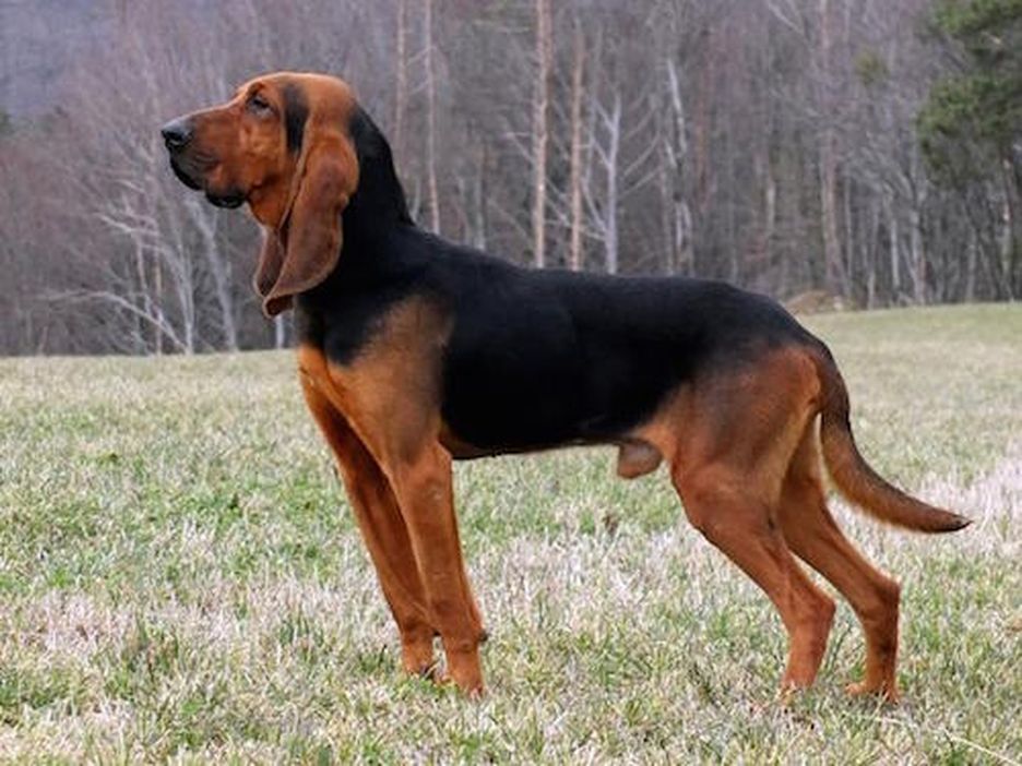 Secondary image of Bruno Jura Hound dog breed