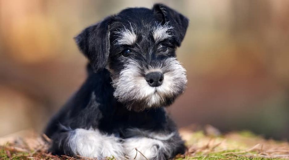 Secondary image of Miniature Schnauzer dog breed
