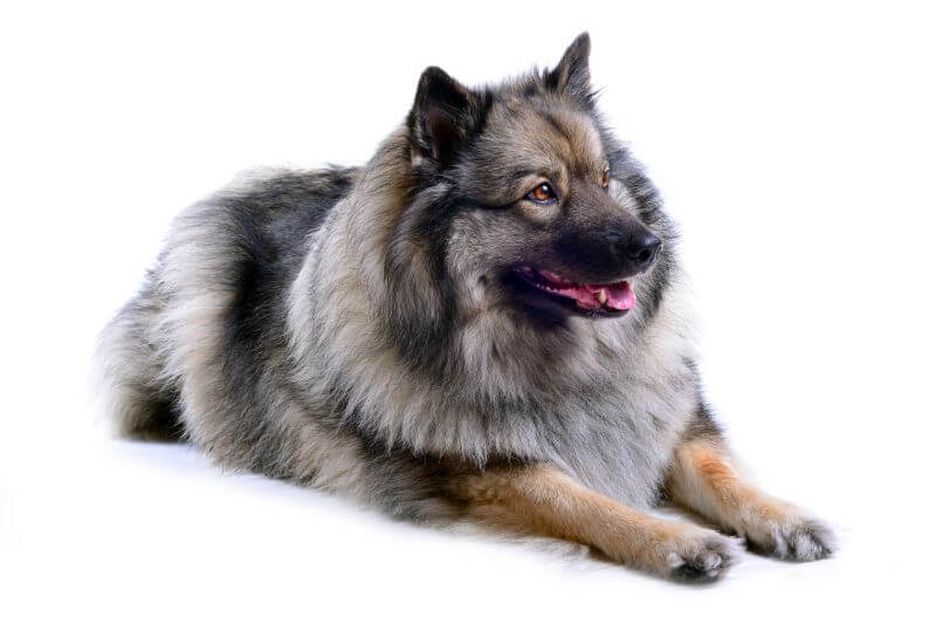 Secondary image of Keeshond dog breed