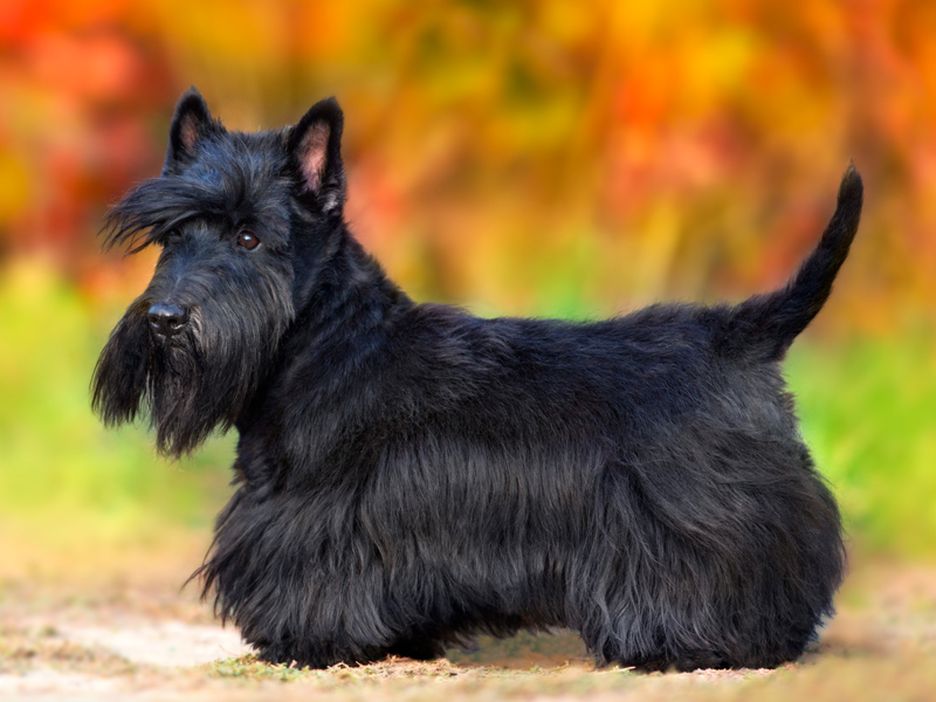 Secondary image of Scottish Terrier dog breed