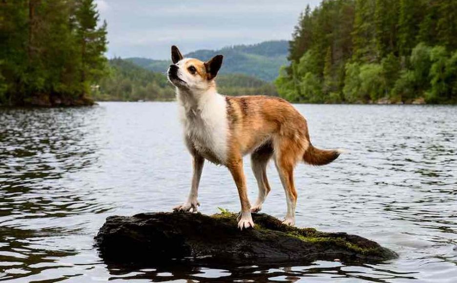 Secondary image of Norwegian Lundehund dog breed