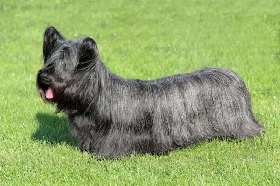 Secondary image of Skye Terrier dog breed