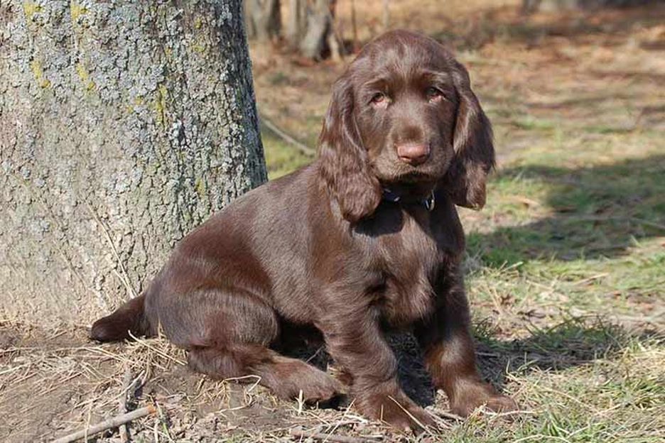 Secondary image of Field Spaniel dog breed