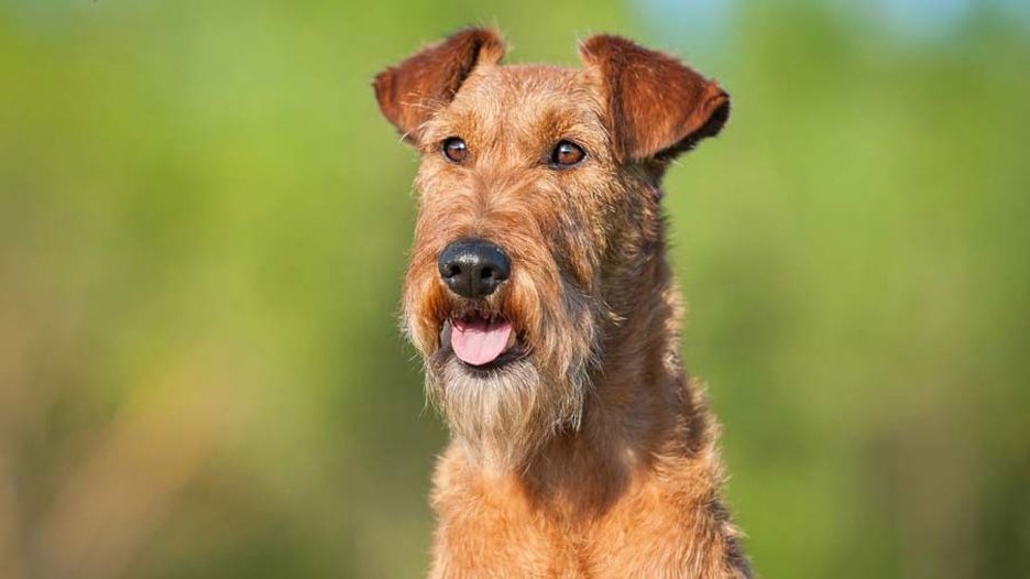 Secondary image of Irish Terrier dog breed