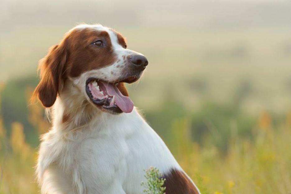 Secondary image of Irish Red and White Setter dog breed