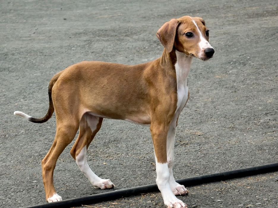 Secondary image of Azawakh dog breed