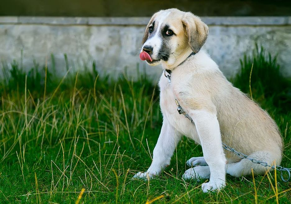 Secondary image of Anatolian Shepherd Dog dog breed