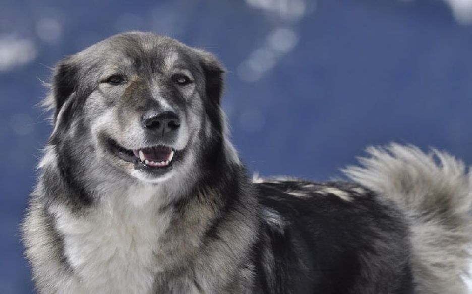 Secondary image of Carpathian Shepherd Dog dog breed