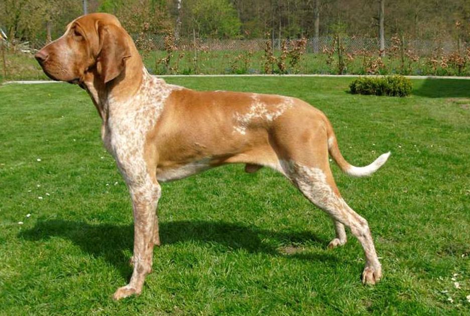 Secondary image of Bracco Italiano dog breed