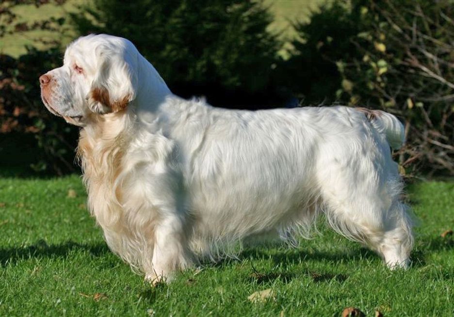 Secondary image of Clumber Spaniel dog breed