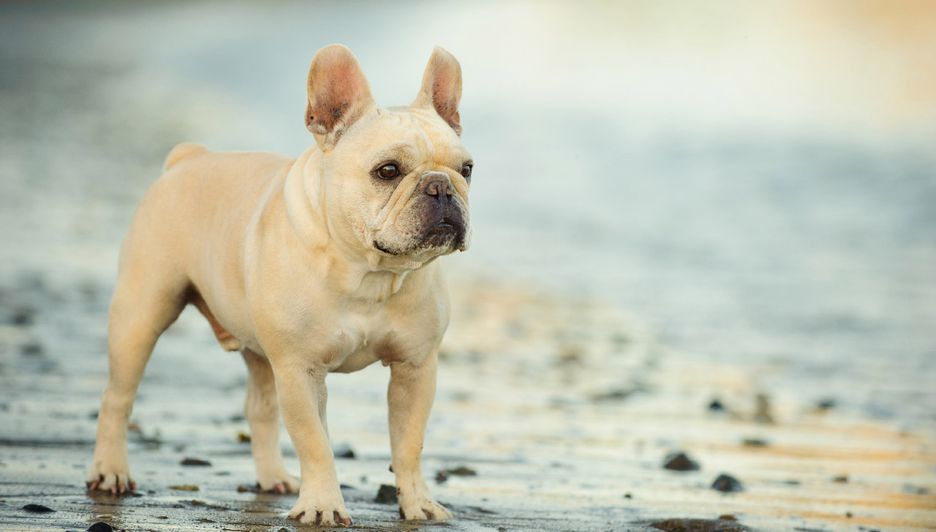 Secondary image of French Bulldog dog breed