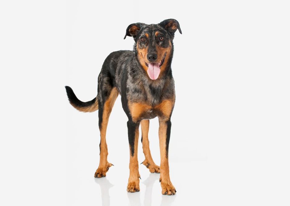 Secondary image of Beauceron dog breed