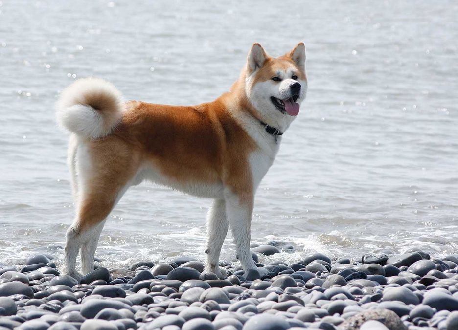 Secondary image of Akita dog breed