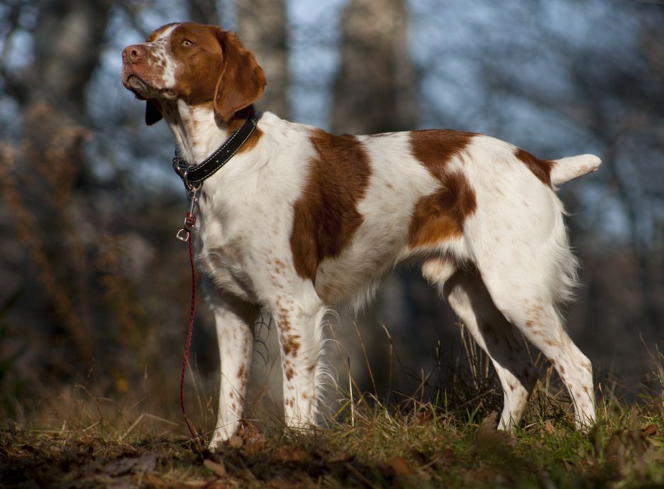 Secondary image of Brittany dog breed