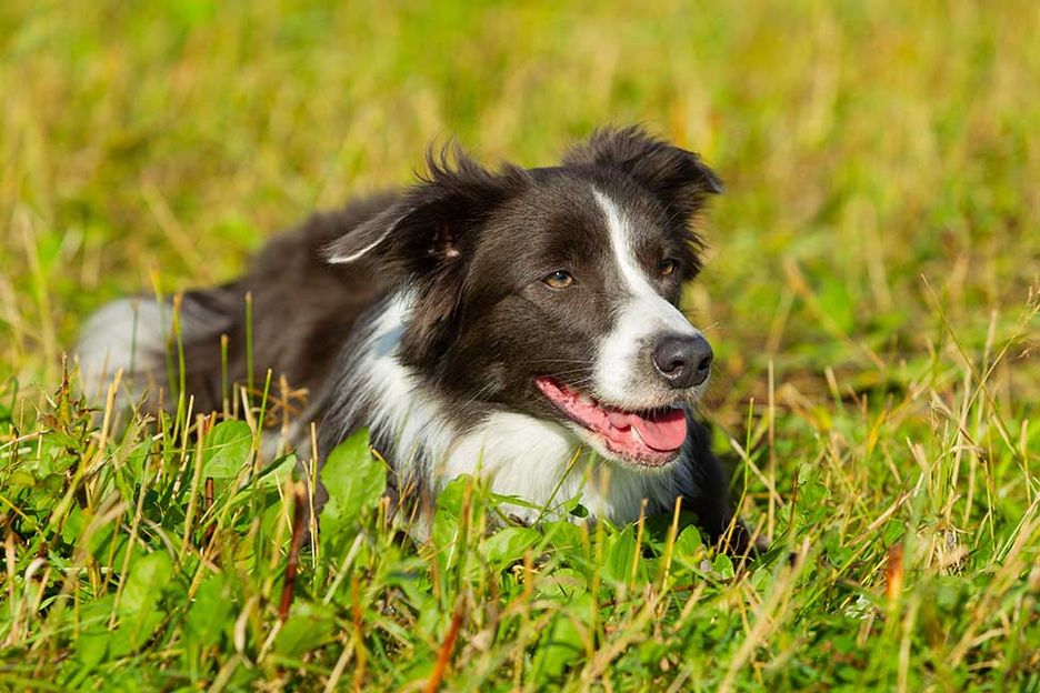 Secondary image of Border Collie dog breed