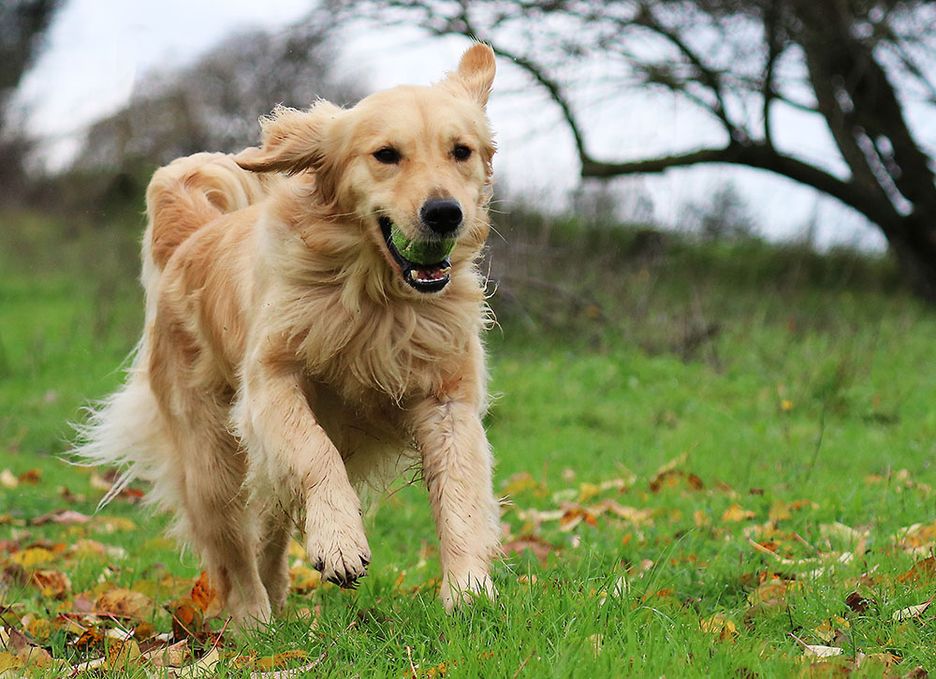 Secondary image of Golden Retriever dog breed