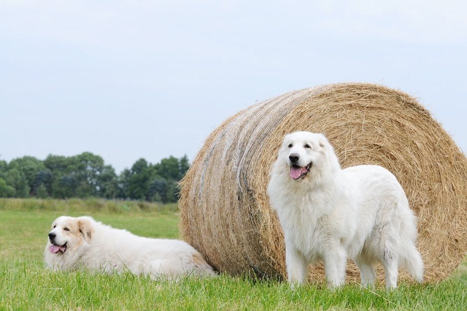 Secondary image of Great Pyrenees dog breed