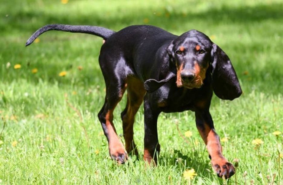 Secondary image of Black And Tan Coonhound dog breed