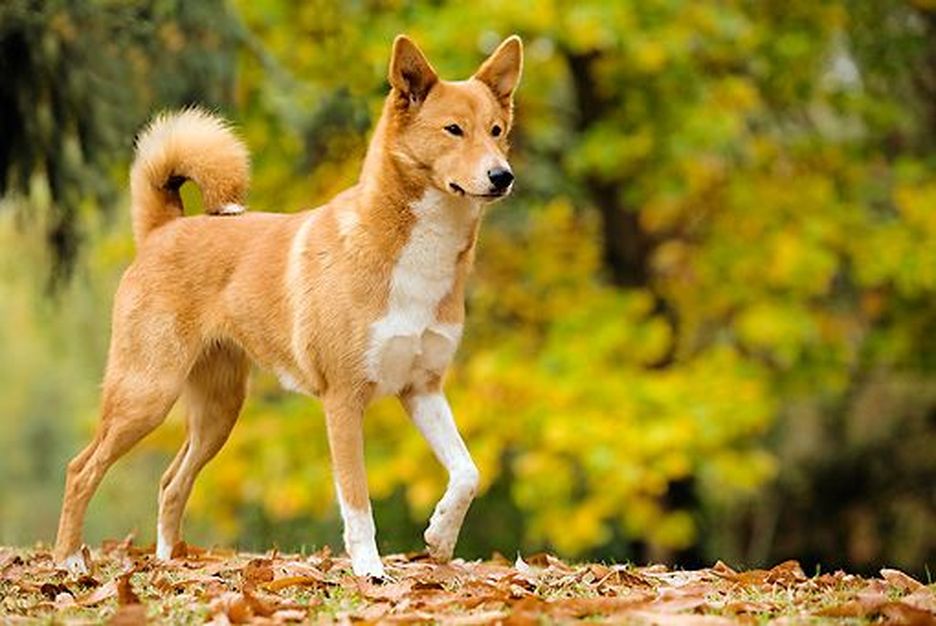 Secondary image of Canaan Dog dog breed