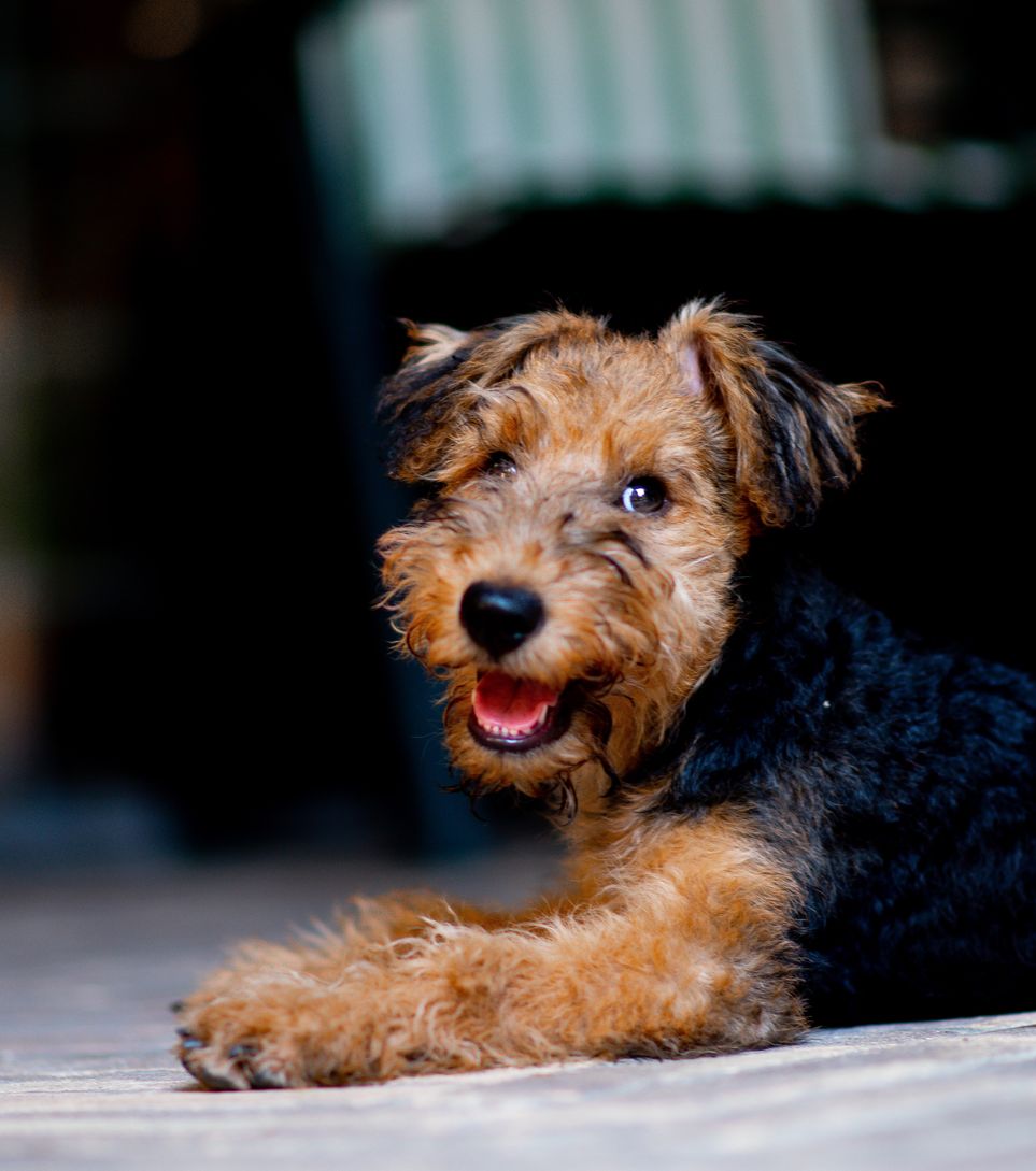 How Much Should I Pay For an Airedale Terrier Puppy?
