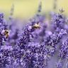 Bijen in lavendel