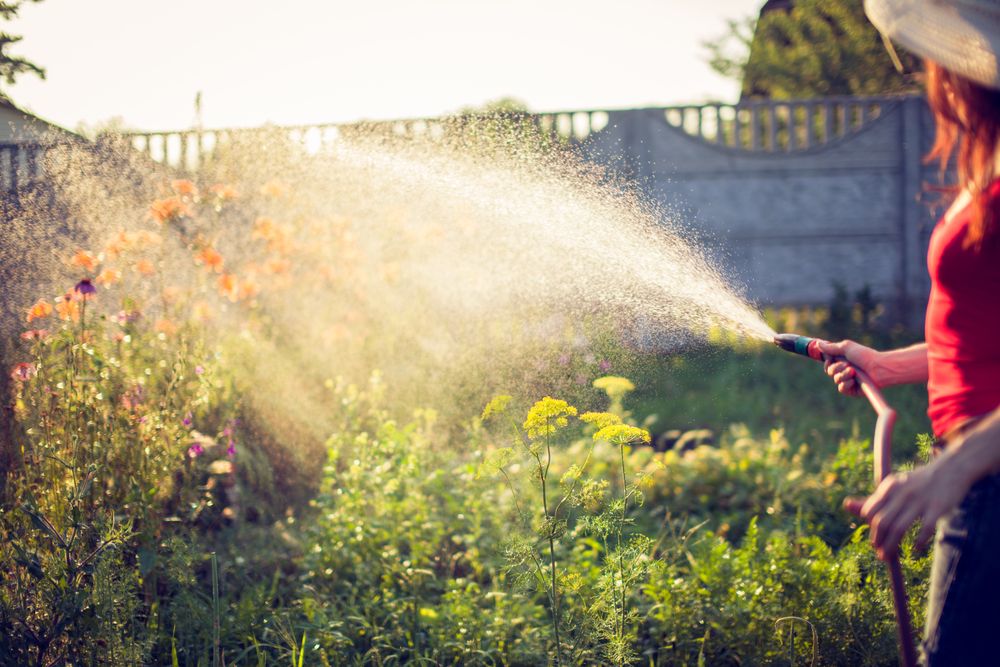 How to water plants: a practical guide for healthy gardens and indoor plants  - Waterpump.co.uk