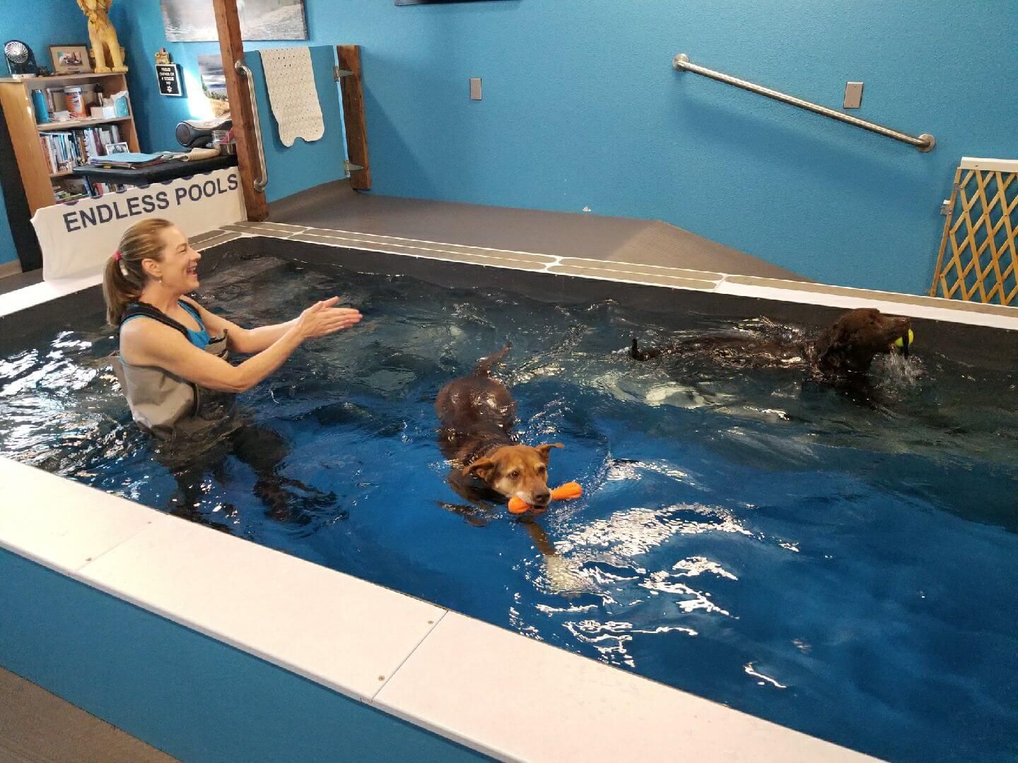 picture of canine hydrotherapy in the Original Endless Pool at Montana Water Dogs