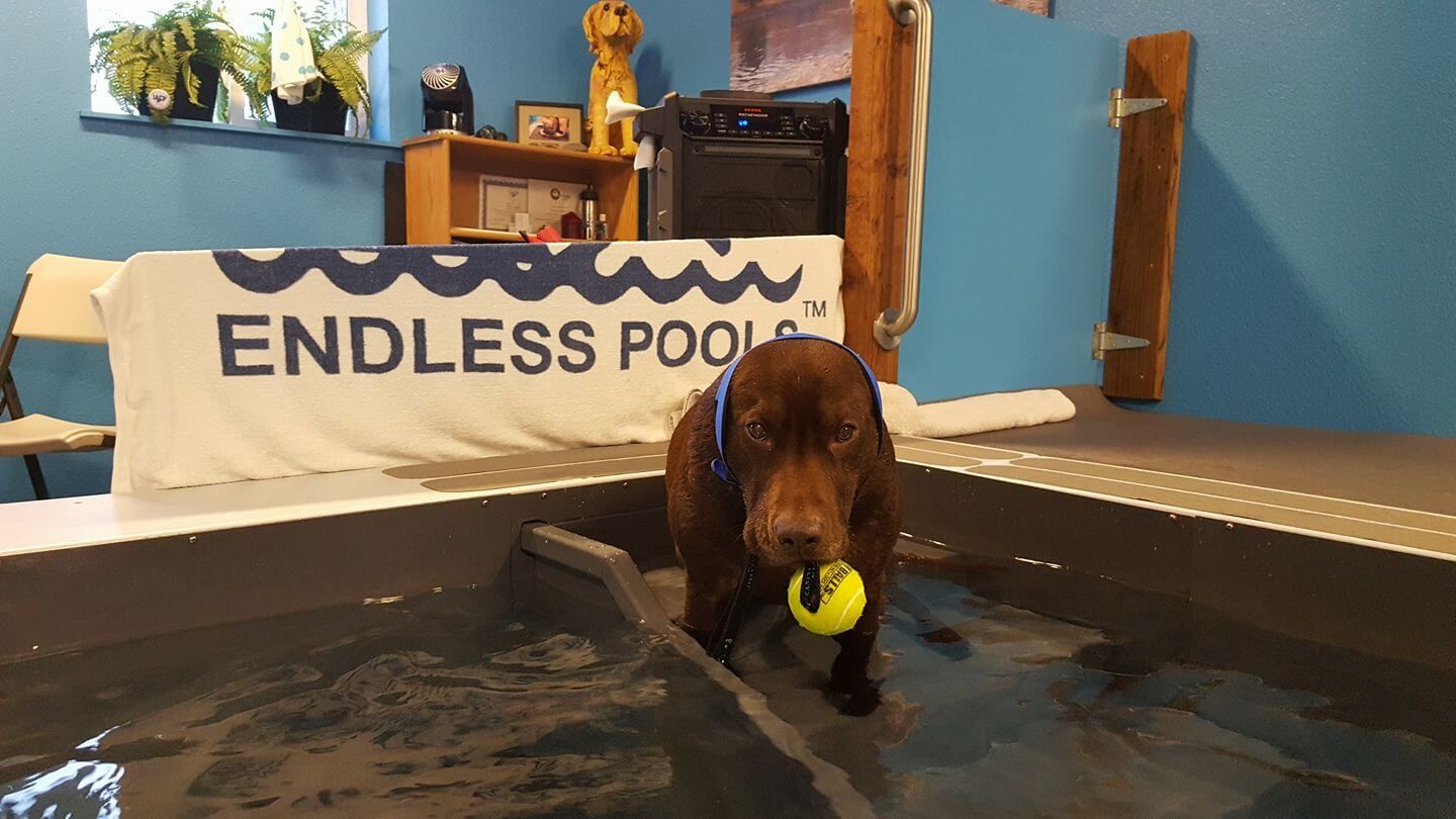 A chocolate lab gets aquatic therapy in the Original Endless Pool at Montana Water Dogs